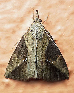 Hypena sp. Dapa, Valle Del Cauca 2100m
