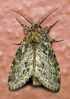 #100 Dapa, Valle Del Cauca 2100m