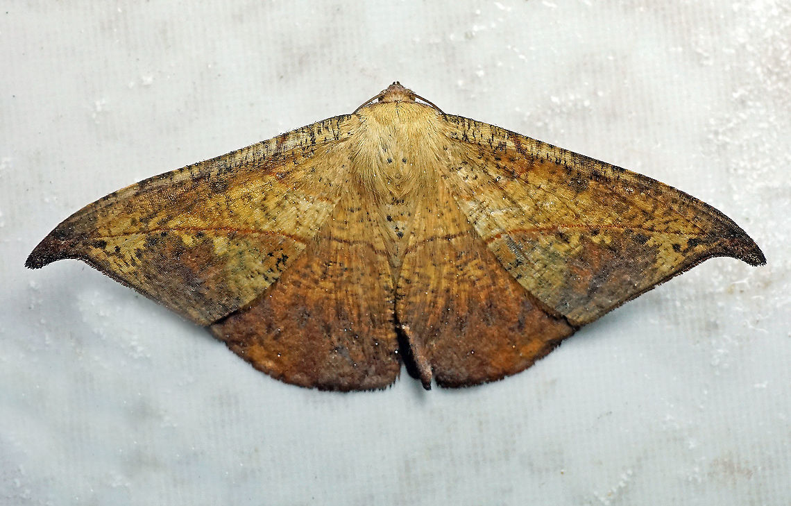 Oxydia sp. Dapa, Valle Del Cauca 2100m