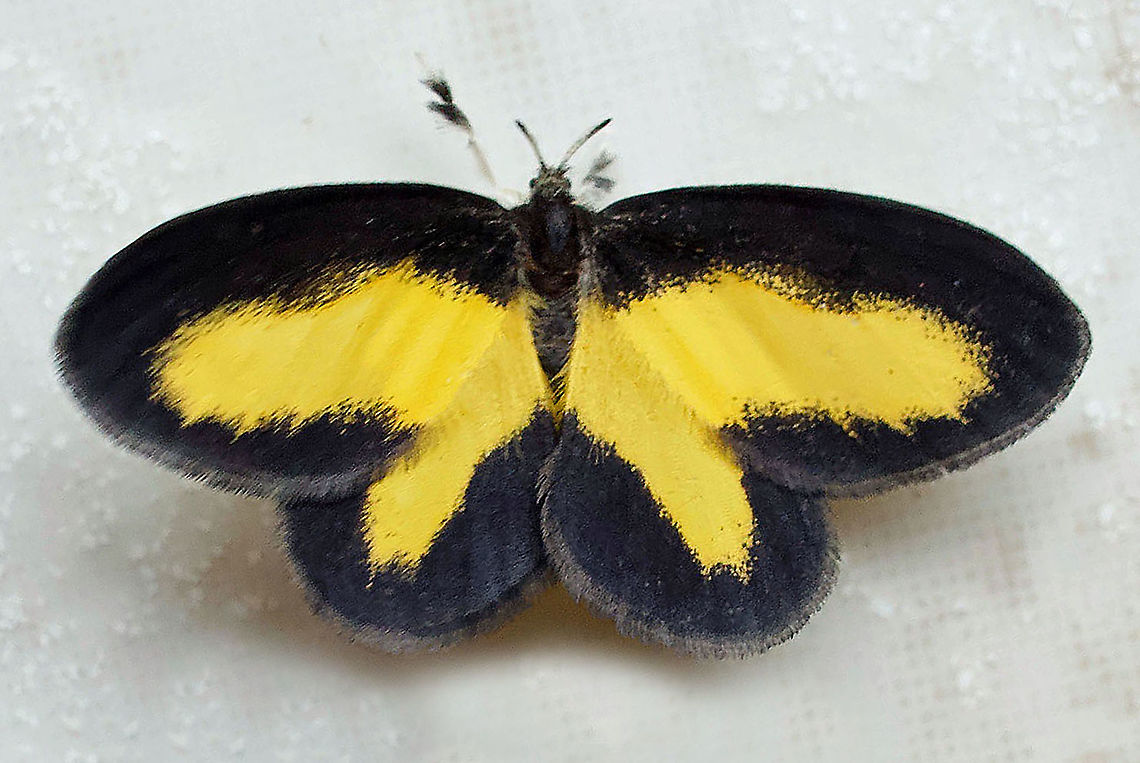 Minonoa elvira Dapa, Valle Del Cauca 2100m Atyria commoda,Minonoa Elvira,Minonoa elvira