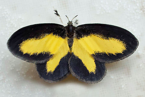 Minonoa elvira Dapa, Valle Del Cauca 2100m Atyria commoda,Minonoa Elvira,Minonoa elvira