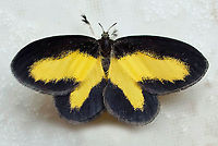 Minonoa elvira Dapa, Valle Del Cauca 2100m Atyria commoda,Minonoa Elvira,Minonoa elvira