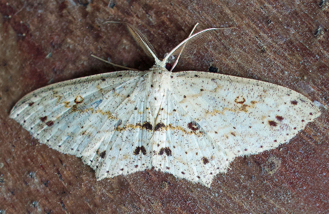 Scopula sp. Dapa, Valle Del Cauca 2100m
