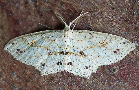 Scopula sp. Dapa, Valle Del Cauca 2100m