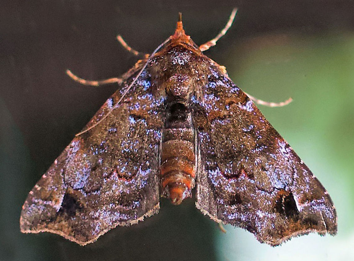 #104 Dapa, Valle Del Cauca 2100m