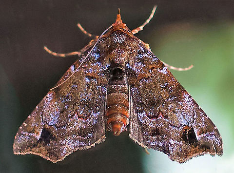 #104 Dapa, Valle Del Cauca 2100m