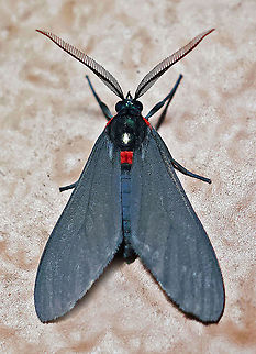 Saurita sp. Dapa, Valle Del Cauca 2100m