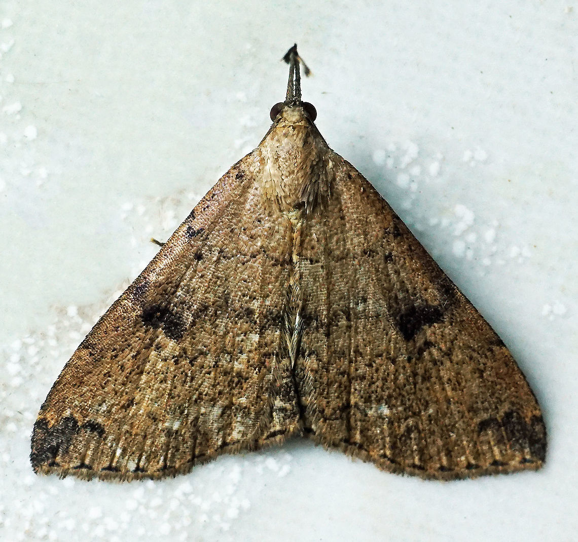 #101 Dapa, Valle Del Cauca 2100m