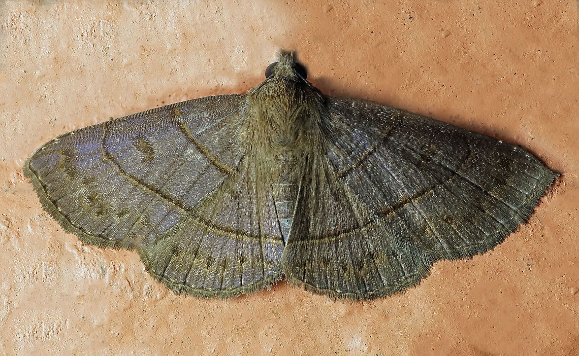 #102 Dapa, Valle Del Cauca 2100m