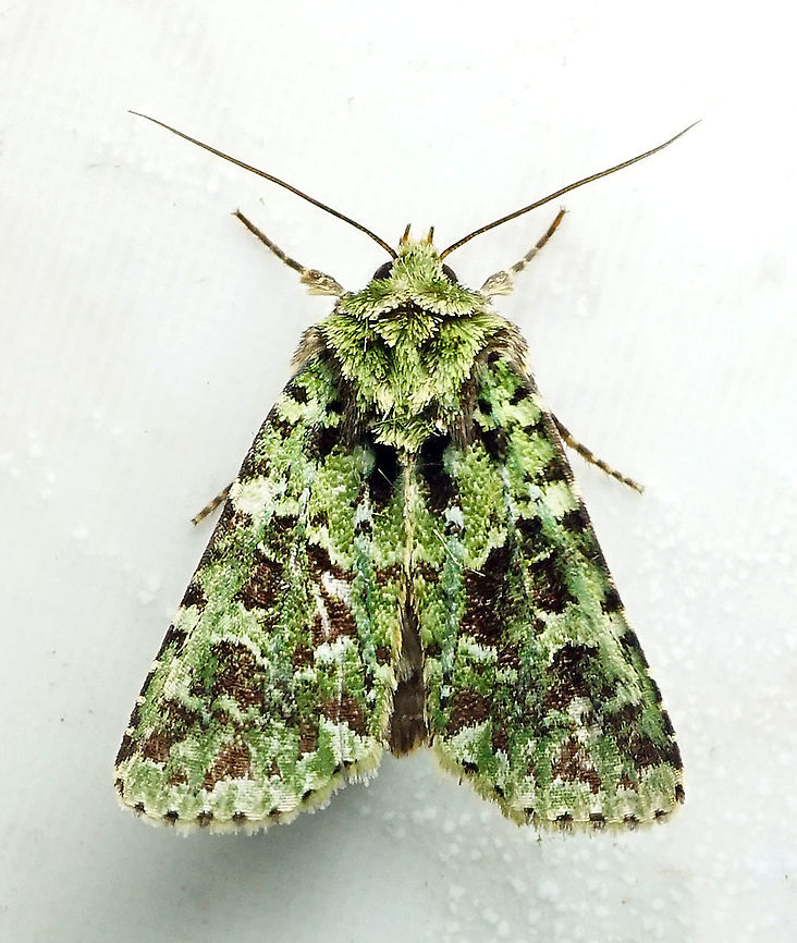 #103 Dapa, Valle Del Cauca 2100m