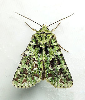 #103 Dapa, Valle Del Cauca 2100m