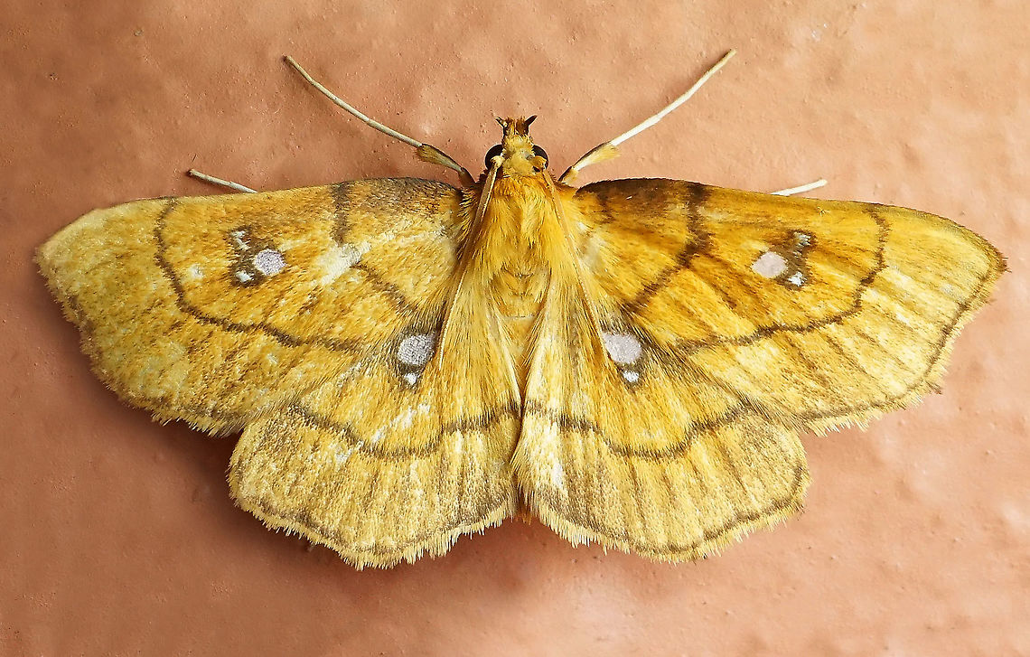 Cacographis osteolalis Dapa, Valle Del Cauca 2100m Cacographis osteolalis