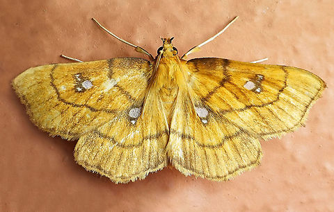 Cacographis osteolalis Dapa, Valle Del Cauca 2100m Cacographis osteolalis