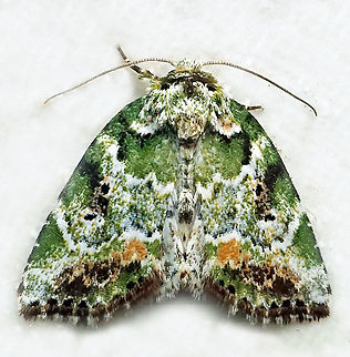 Chytonix sp. Dapa, Valle Del Cauca 2100m