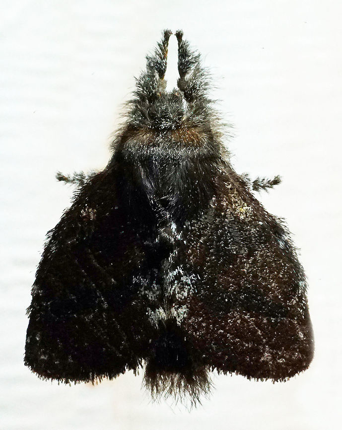 #108 Dapa, Valle Del Cauca 2100m