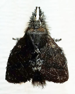 #108 Dapa, Valle Del Cauca 2100m