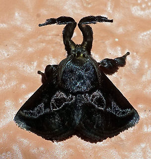 #109 Dapa, Valle Del Cauca 2100m