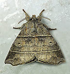 #119 Dapa, Valle Del Cauca 21900m