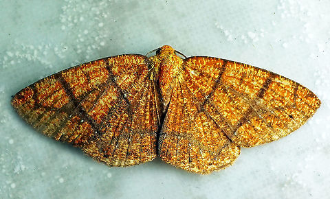 #110 Dapa, Valle Del Cauca 21900m