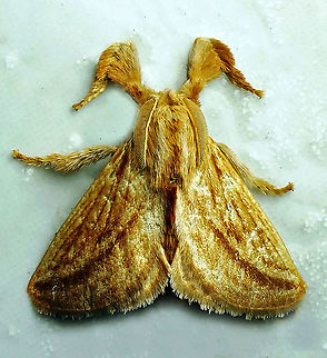 Perola villosipes Dapa, Valle Del Cauca 21900m Perola villosipes