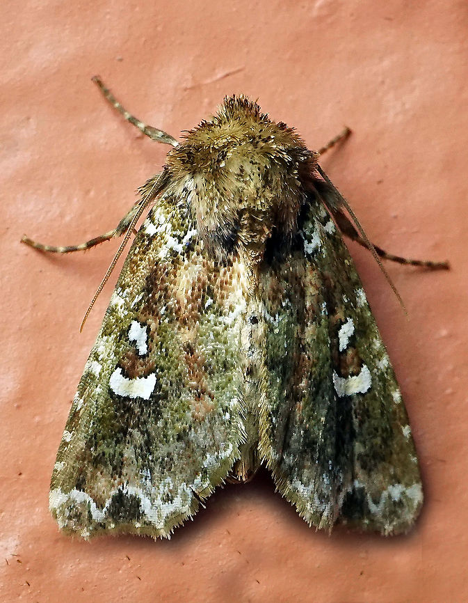 Family: Noctuidae Dapa, Valle Del Cauca 21900m
