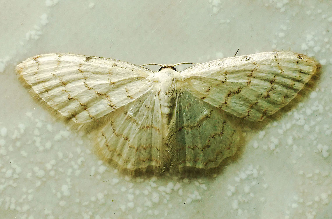 #111 Dapa, Valle Del Cauca 2100m