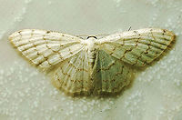 #111 Dapa, Valle Del Cauca 2100m