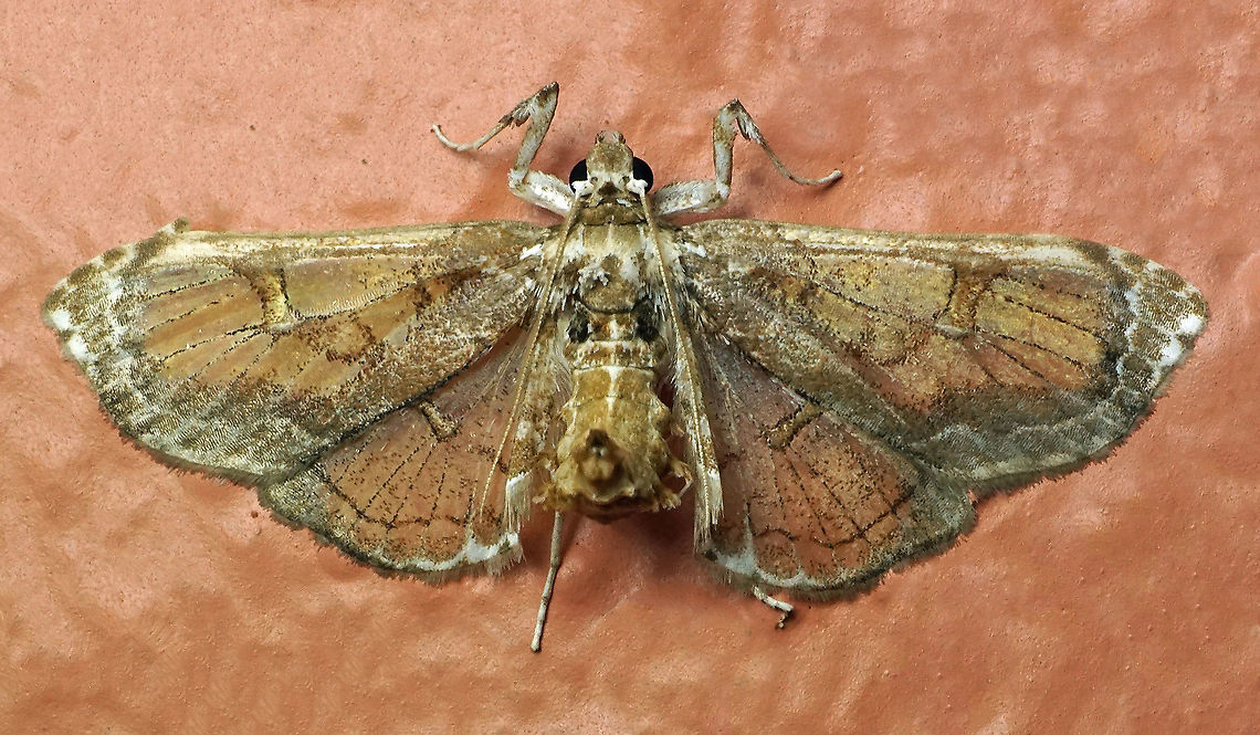 #118 Dapa, Valle Del Cauca 2100m