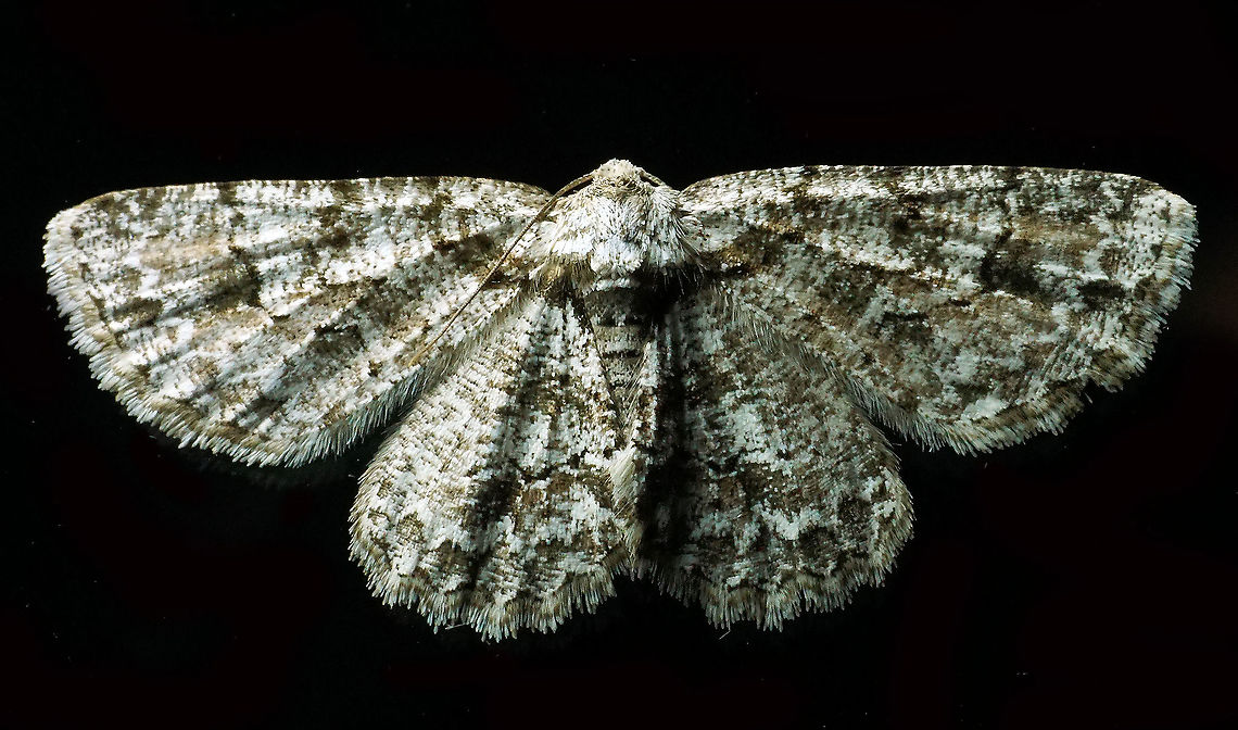 #116 Dapa, Valle Del Cauca 2100m