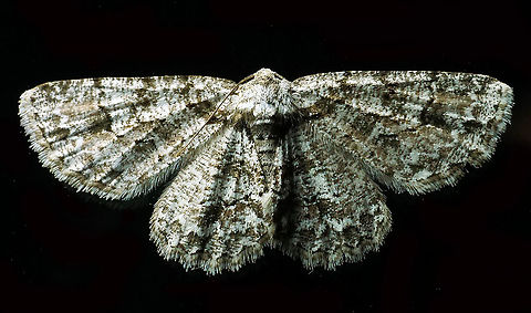 #116 Dapa, Valle Del Cauca 2100m