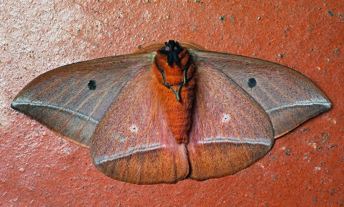 #120 Dapa, Valle Del Cauca 2100m