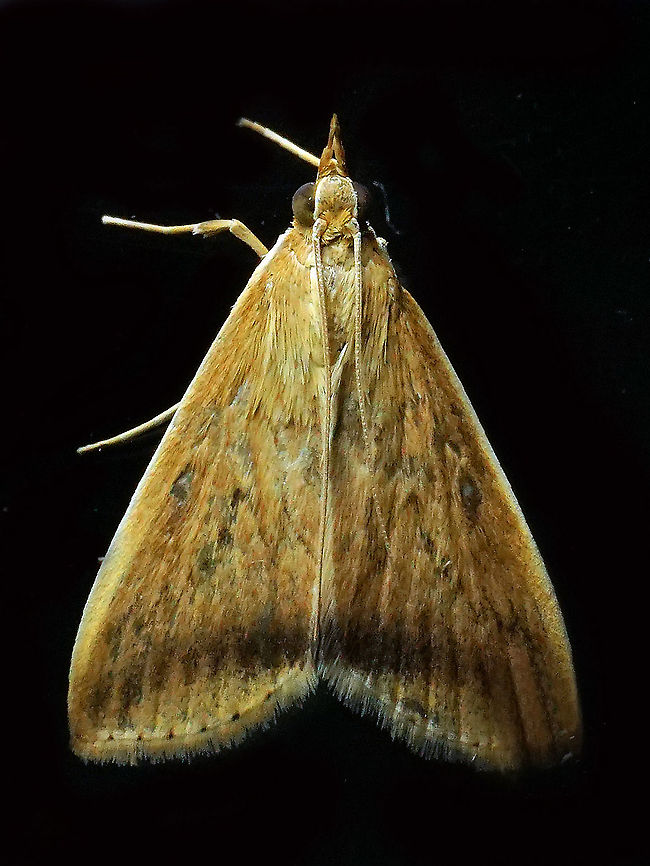 Hyalorista sp. Dapa, Valle Del Cauca 2100m
