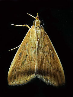Hyalorista sp. Dapa, Valle Del Cauca 2100m