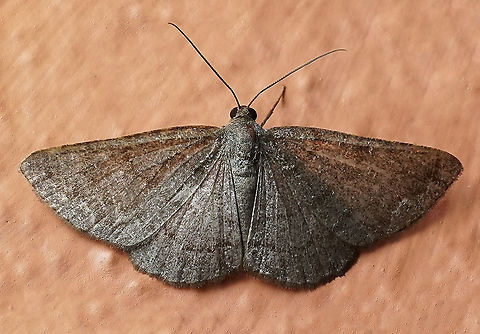 #121 Dapa, Valle Del Cauca 2100m