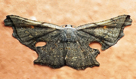 #122 Dapa, Valle Del Cauca 2100m