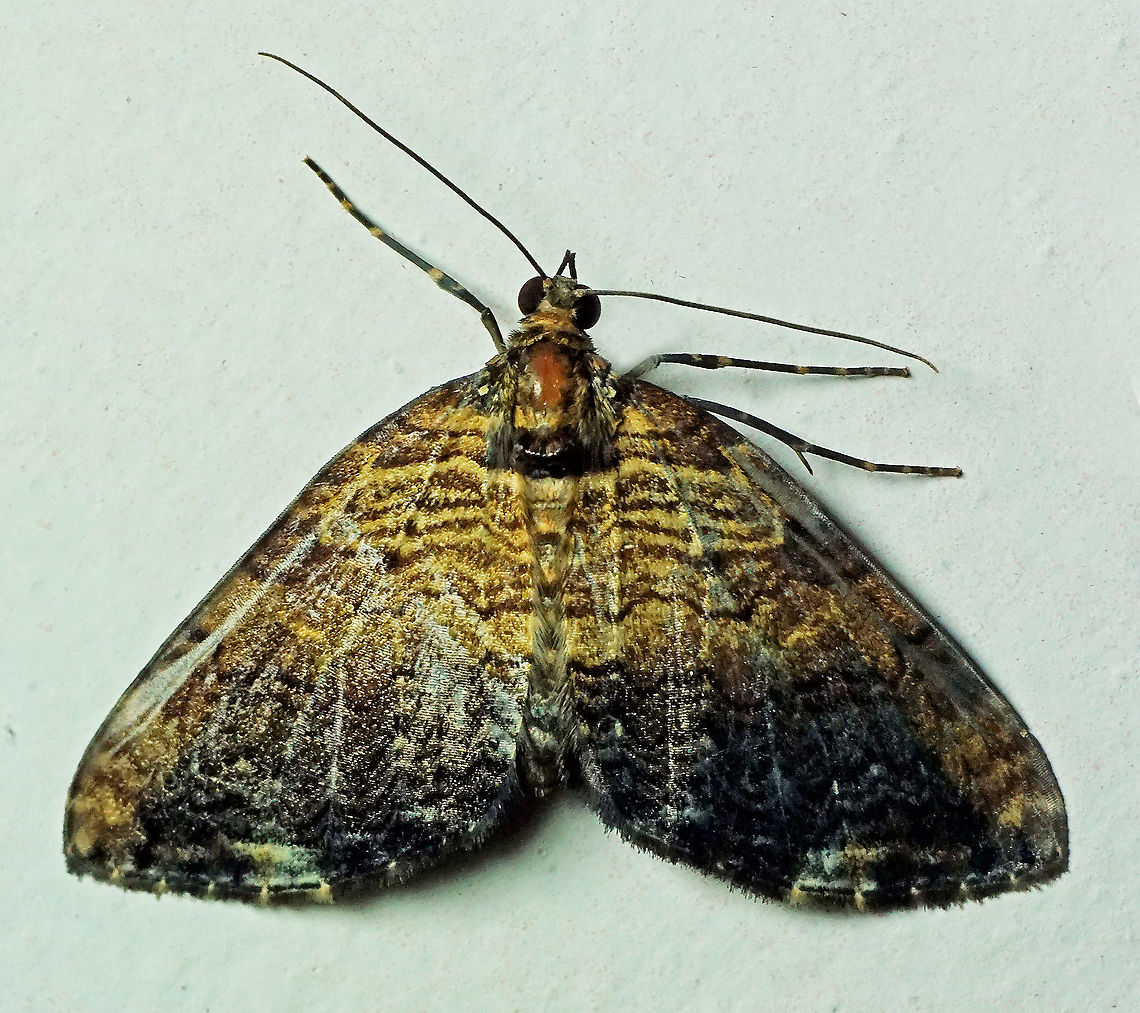 #123 Dapa, Valle Del Cauca 2100m