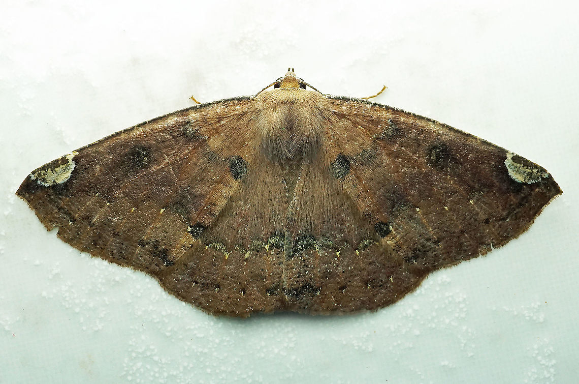 Herbita sp. Dapa, Valle Del Cauca 2100m