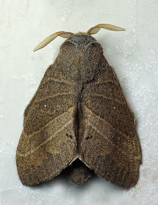 Prorifrons lineata Dapa, Valle Del Cauca 2100m Prorifrons lineata