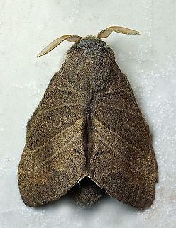 Prorifrons lineata Dapa, Valle Del Cauca 2100m Prorifrons lineata