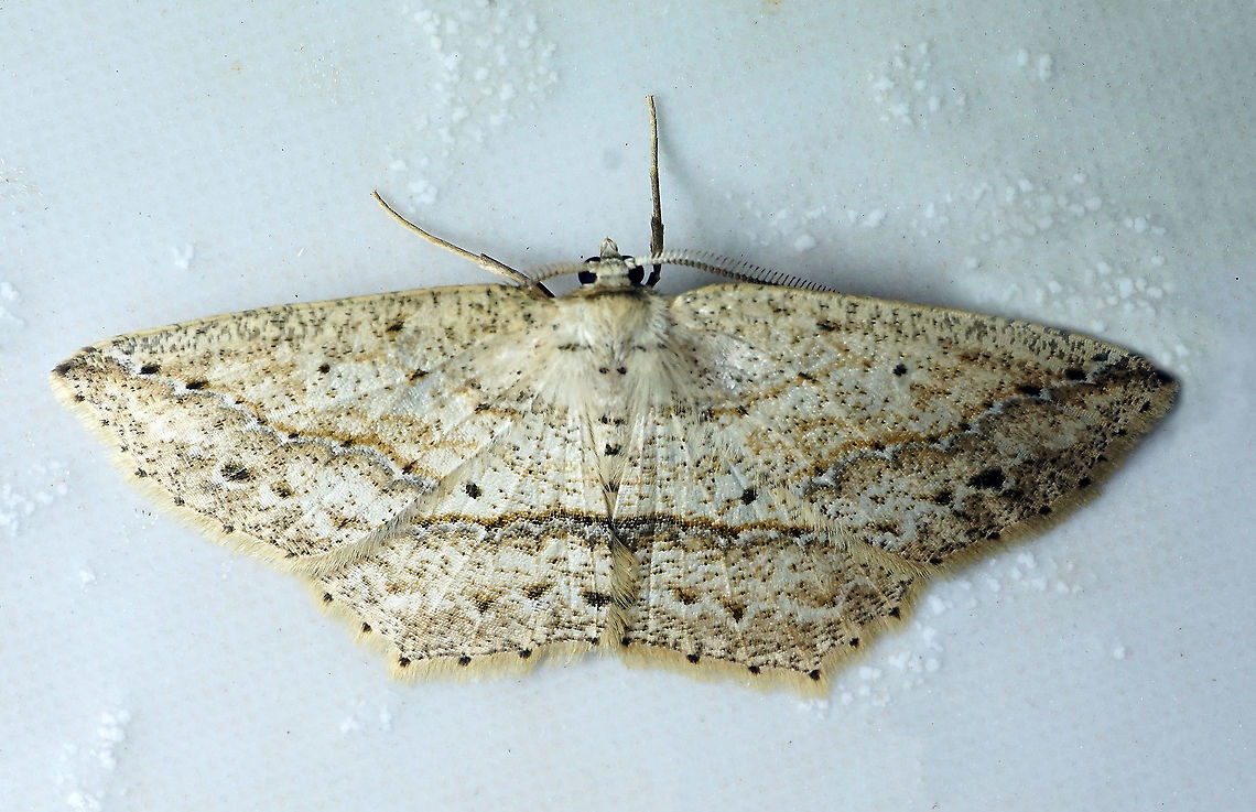 #126 Dapa, Valle Del Cauca 2100m