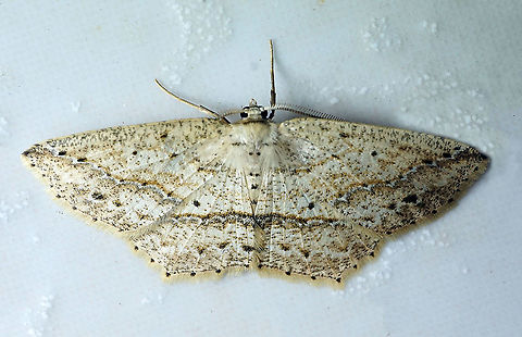 #126 Dapa, Valle Del Cauca 2100m