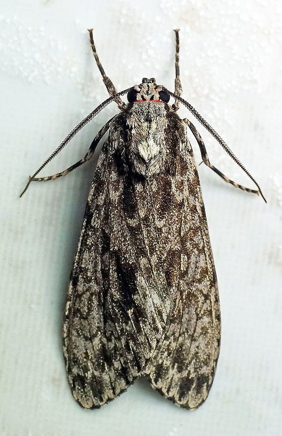 #127 Dapa, Valle Del Cauca 2100m