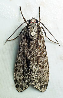 #127 Dapa, Valle Del Cauca 2100m