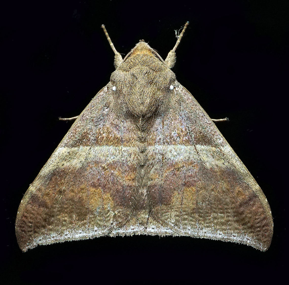 Ophisma tropicalis Dapa, Valle Del Cauca 2100m Ophisma tropicalis