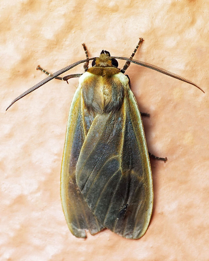 Onythes pallidicosta Dapa, Valle Del Cauca 2100m Onythes pallidicosta