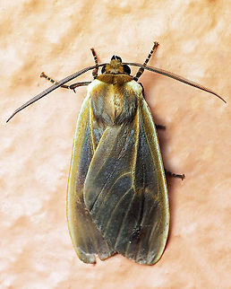 Onythes pallidicosta Dapa, Valle Del Cauca 2100m Onythes pallidicosta