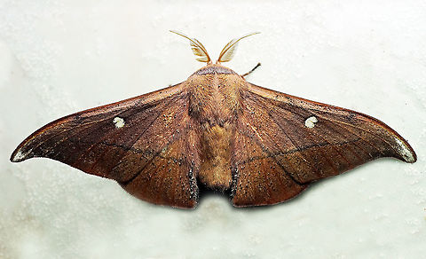 Isoscella peigleri Dapa, Valle Del Cauca 2100m Isoscella ecuadoriana,Isoscella peigleri