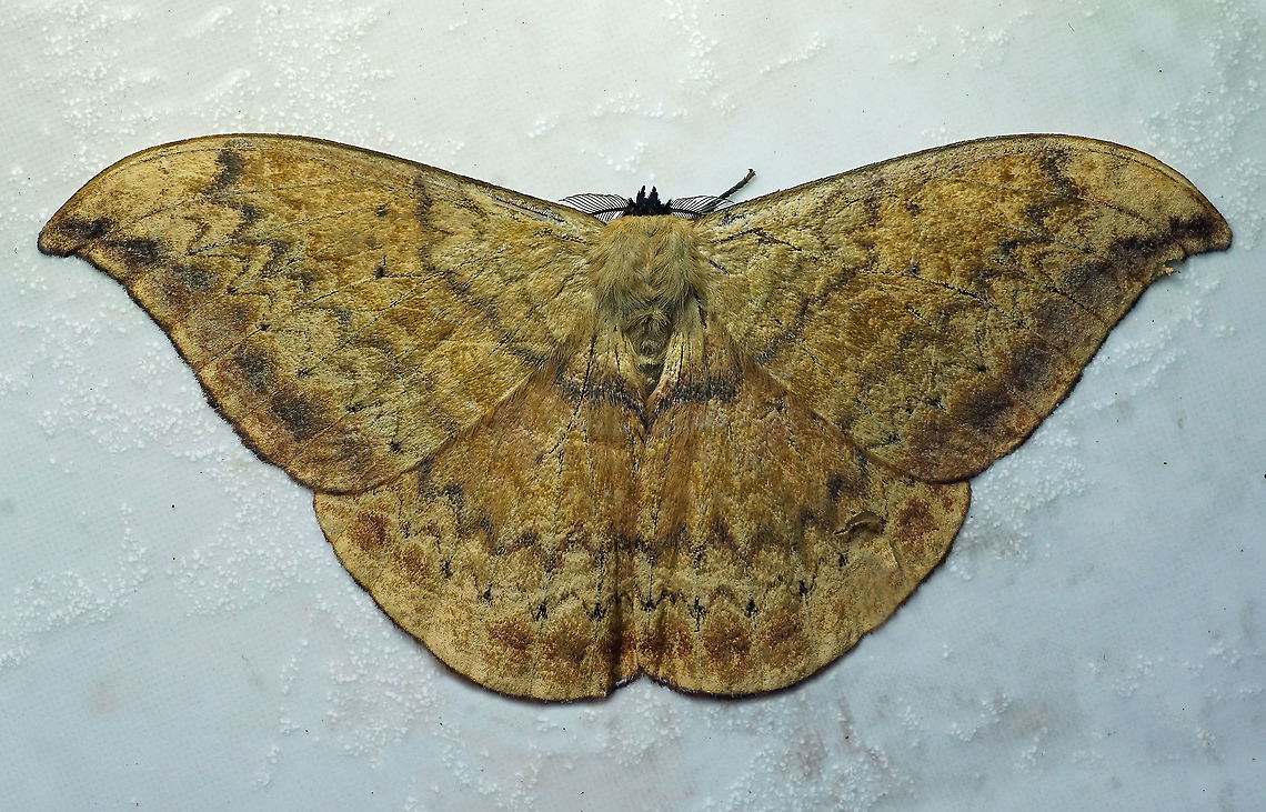 #131 Dapa, Valle Del Cauca 2100m Janiodes laverna