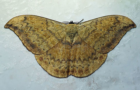 #131 Dapa, Valle Del Cauca 2100m Janiodes laverna