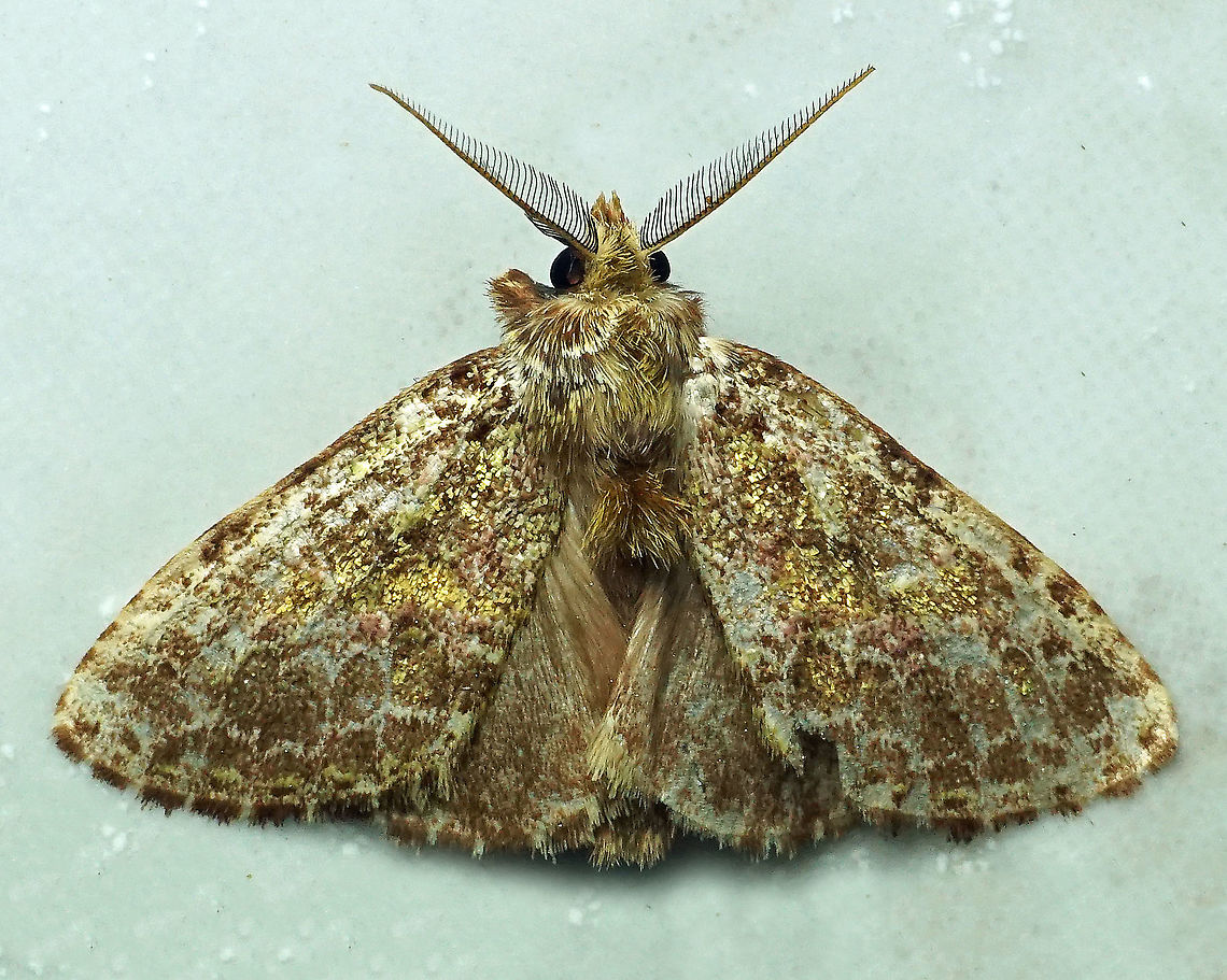 #132 Dapa, Valle Del Cauca 2100m